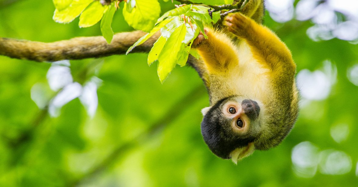 🐒 원숭이 안식처(아펀하울)